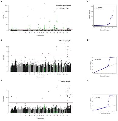 Uncovering the candidate genes related to sheep body weight using multi-trait genome-wide association analysis